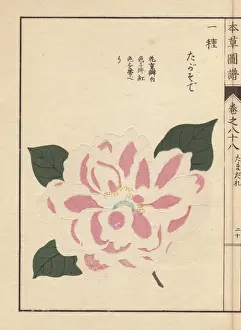 Honzo Prints: Pink and white camellia, Tagasode, Thea japonica