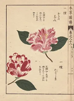 Honzo Prints: Pink and white camellias, Okinonami and Kagoshima