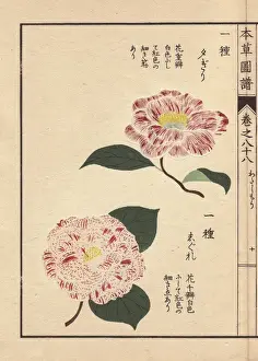 Honzo Prints: Pink and white camellias, Yufugiri and Shigure