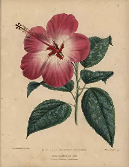 Pink and white hibiscus with variegated leaves