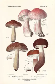 Pinkmottle woodwax, russet scaly tricholoma