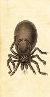 Harrison Prints: Pinktoe tarantula, Avicularia avicularia