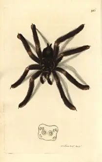 Tarantula Prints: Pinktoe tarantula, Avicularia metallica