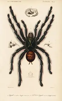 Nest Prints: Pinktoe tarantula and trapdoor spider nest
