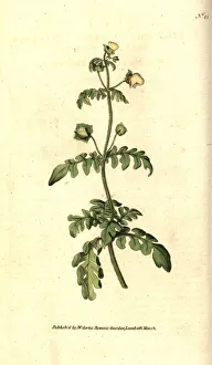 Pinnata Collection: Pinnated slipper-wort, Calceolaria pinnata
