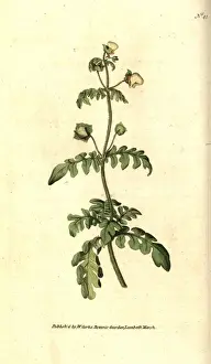Pinnated slipper-wort, Calceolaria pinnata