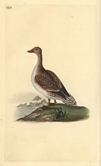 Anas Collection: Pintail, Anas acuta, female