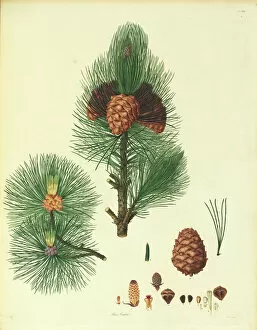 Watercolour Gallery: Pinus cembra, Arolla pine