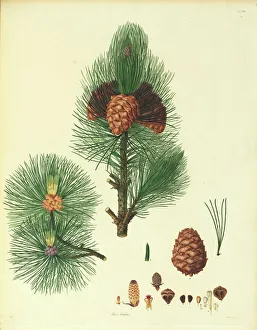 Images Dated 14th December 2015: Pinus cembra, Arolla pine