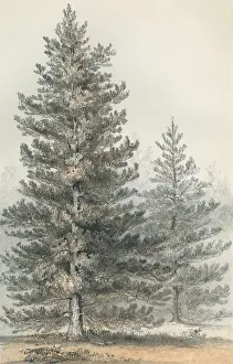 Providing Prints: Pinus Contorta