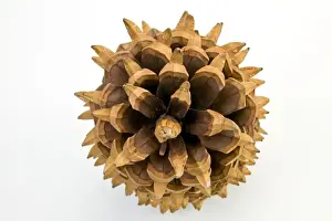 Pinaceae Prints: Pinus coulteri, big-cone pine