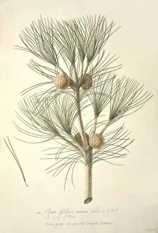 Georg Dionysius Ehret Collection: Pinus mugo, European mountain pine