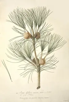 Ehret Prints: Pinus mugo, European mountain pine