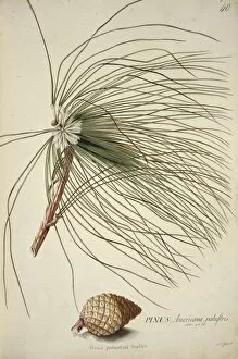 Georg Dionysius Ehret Collection: Pinus palustris Miller, long-leaf pine