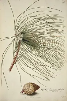 Ehret Prints: Pinus palustris Miller, long-leaf pine