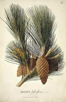 Ehret Collection: Pinus pinaster Aiton, cluster pine