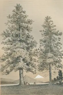 Oregon Prints: Pinus Ponderosa