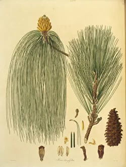 Pinus roxsburghii, Chin pine