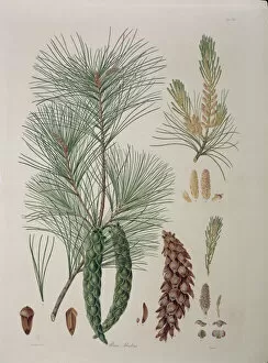 Pinus strobus L. Weymouth or white pine
