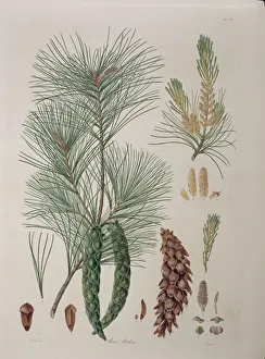 Bauer Gallery: Pinus strobus L. Weymouth or white pine