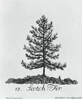 Alexander Cozens Gallery: Pinus sylvestris, scotch fir