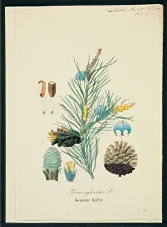 Cone Prints: Pinus sylvestris, scots pine