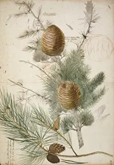 Ehret Prints: Pinus sylvestris, Scots pine (bottom) & Cedrus libani, cedar