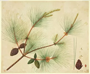 John Reeves Collection: Pinus wallichiana, pine tree