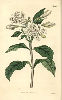 Pinwheel flower, Tabernaemontana divaricata