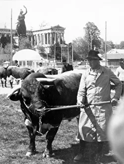 Pinzgauer bull