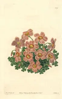Piottas oxalis or woodsorrel, Oxalis piottae