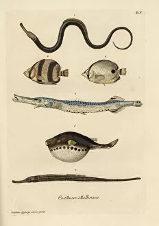 Pipefish, trumpetfish, tropical fish and blowfish