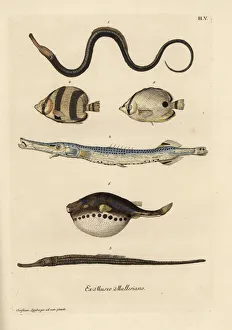 Pipefish, trumpetfish, tropical fish and blowfish Pipefish, trumpetfish, tropical fish and blowfish