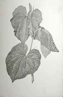 Piper methysticum, kava