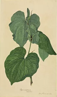 First Gallery: Piper methysticum, kava