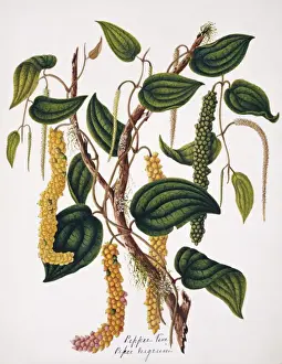 Piper nigrum, pepper vine
