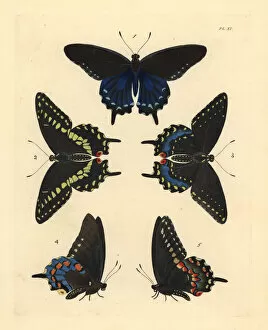 Pipevine and black swallowtwail butterflies