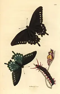 Pipevine swallowtail butterfly, Battus philenor