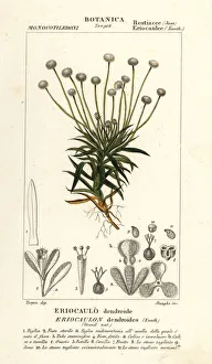 Images Dated 22nd March 2020: Pipewort, Paepalanthus dendroides