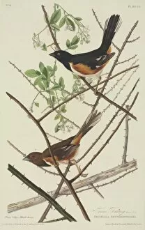 American Sparrow Collection: Pipilo erythropthalmus, eastern towhee
