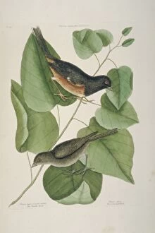 American Sparrow Collection: Pipilo fuscus, canyon towhee, pipilo erythropthalmus, easter