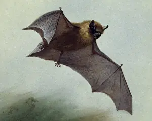Pipistrellus pipistrellus, common pipistrelle