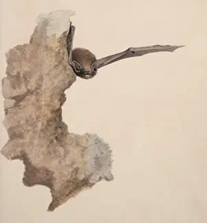 Pipistrellus pipistrellus, common pipistrelle
