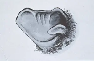 Pipistrellus pipistrellus, common pipistrelle