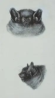 Pipistrellus pipistrellus, common pipistrelle