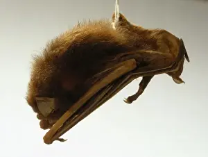 Specimen Prints: Pipistrellus sturdeei, Sturdees pipistrelle