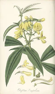 Nathaniel Wallich Prints: Piptanthus nepalensis