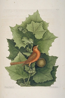 Mark Catesby Collection: Piranga rubra, summer tanager