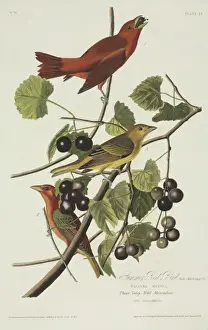 Piranga rubra, summer tanager