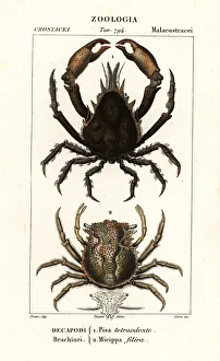 Images Dated 27th March 2020: Pisa tetraodon and Micippa philyra